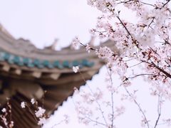 -武汉大学-樱园