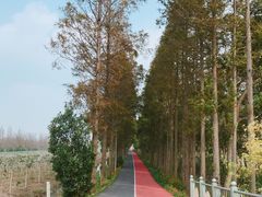 -上海长兴岛郊野公园