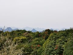 -贵州百里杜鹃风景名胜区
