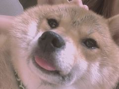 -逗柴咖啡屋·狗咖猫咖宠物桌游