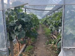 -马陆小张葡萄园农家乐