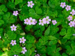 -咬不得高祖生煎·简餐(城站店)