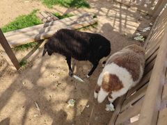 -鄂尔多斯野生动物园