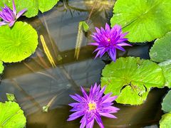 -国家植物园南园