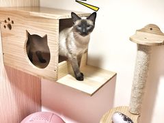 -Double Rui宠物酒店