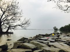 -宝安西湾红树林湿地公园