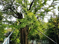 -上海佘山国家森林公园天马山园