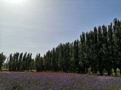 -金塔沙漠胡杨林景区