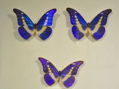 -上海昆虫博物馆