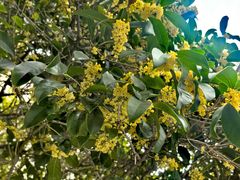 -漕河泾开发区(地铁站)