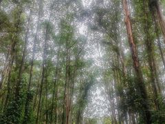 -南国桃园旅游度假区