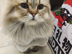 -安格丽娜·狗咖·猫咖羊驼咖(春熙路百盛商场店)