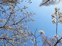 -上海滨江森林公园
