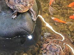 -御膳粥·牛乳粥底火锅·地道顺德菜(容桂店)