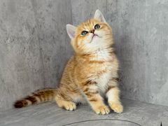 -小猫来了·猫舍(红山六九七九店)