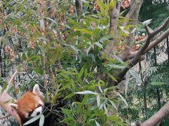 -都江堰中华大熊猫苑