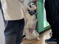 -Husky Go! 哈士奇体验馆·宠物咖啡厅狗咖