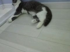 -喵的天空名猫咖啡馆·撸猫·猫舍·用品