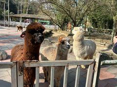 -贵州森林野生动物园