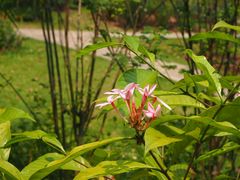 -中国科学院西双版纳热带植物园