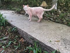 -Wagas沃歌斯(大学路店)