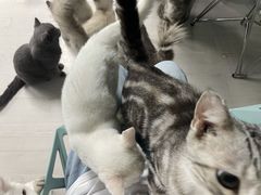 -喵百万·布偶·蓝金金渐层英短·猫舍(百子湾店)