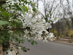 -莲花池公园
