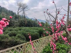 -树山生态村
