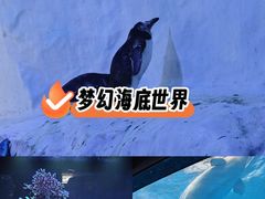 -海合安成都极地海洋公园