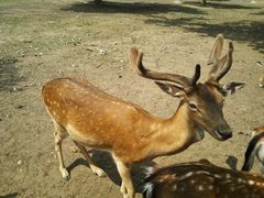 android_upload_pic-西安秦岭野生动物园