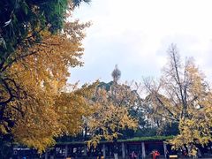 -四川大学(华西校区)