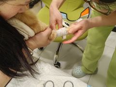 -艾吉宠物医院·疑难杂症转诊中心·猫友好(碧江路院)