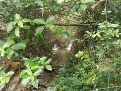 -羚羊峡古栈道森林公园