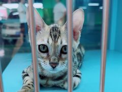 -FAELING PETS美天灵宠物(合生汇店)