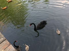 -长白岛森林公园