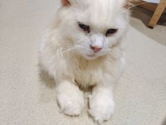 -藏猫猫咖啡主题馆(中央大道店)