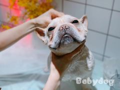 -BABYDOG宝贝狗宠物乐园(欧洲城店)