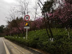 -铁山坪森林公园