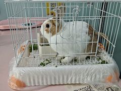 -嘉馨宠物医院·CT影像转诊·心脏科·犬猫全科诊疗中心(下沙大学城院区)