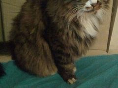 android_upload_pic-Anne猫窝咖啡屋