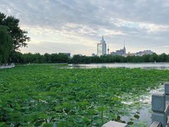 -莲花池公园