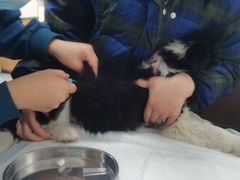 -瑞派雷欧宠物医院·中兽医·眼科·急重症转诊中心(黄台店)