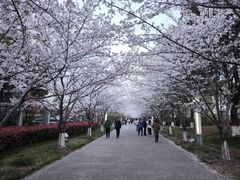 -高东镇樱花园