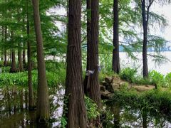 -东湖落雁景区