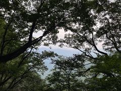 -牛背梁国家森林公园