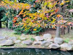 -上海共青森林公园