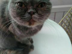 -豆老板的猫咖啡(碑林博物馆店)