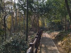 -上海佘山国家森林公园天马山园