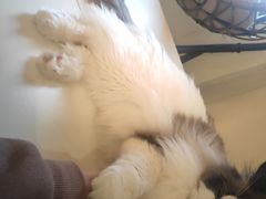 -滚猫咖啡·猫咖·猫友好撸猫(未来城店)