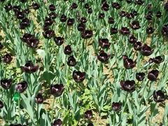 -洛阳郁金香牡丹园